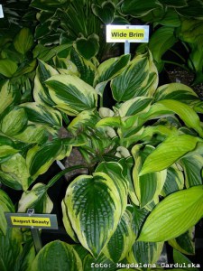 Funkia (Hosta) Wide Brim sadzonka zdjęcie 6